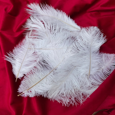 Ostrich feather white